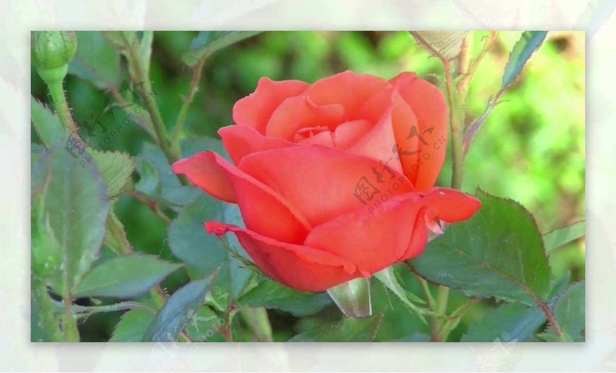 红色玫瑰花卉视频
