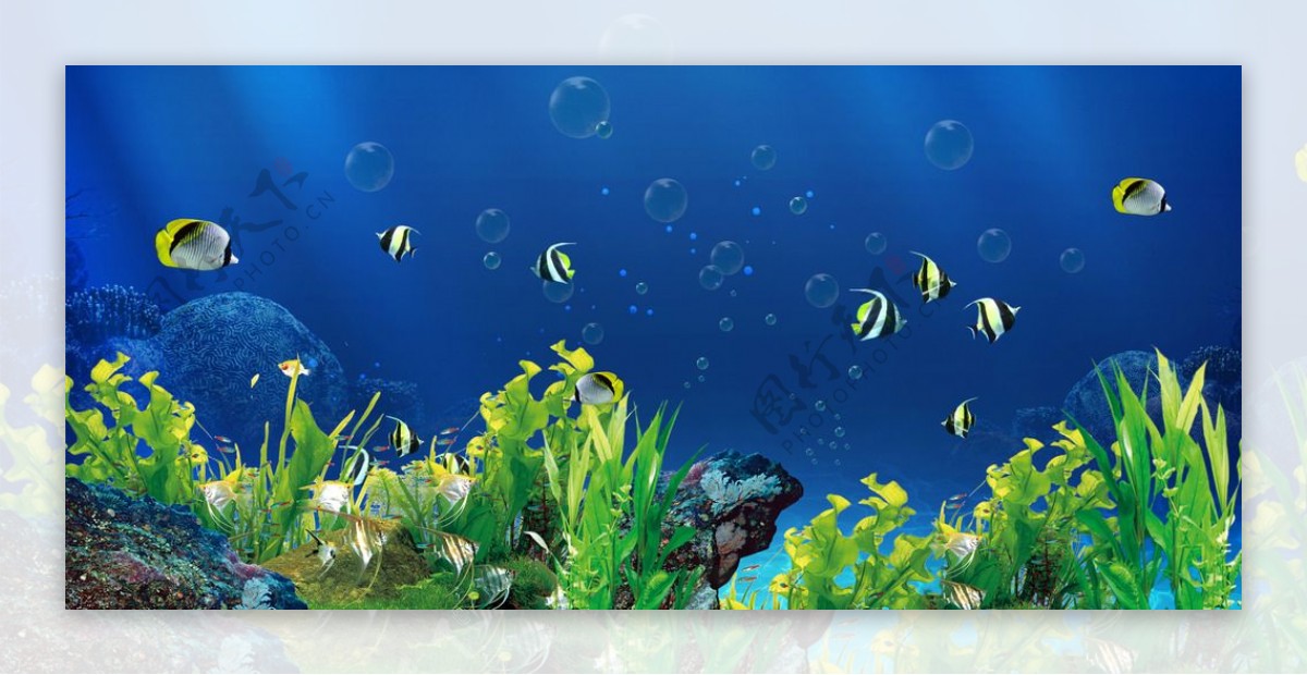 鱼缸背景海底世界小鱼海藻
