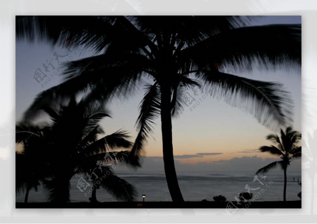 夕阳的下的海滩椰树视频素材