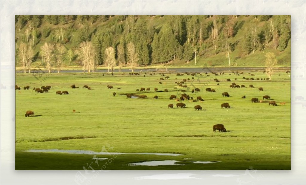 牛儿在草原上吃草实拍视频