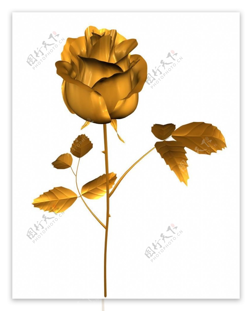 高清黄金玫瑰花图片