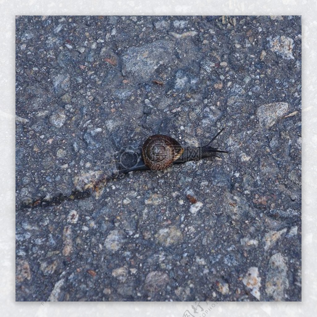 爬在地上的蜗牛
