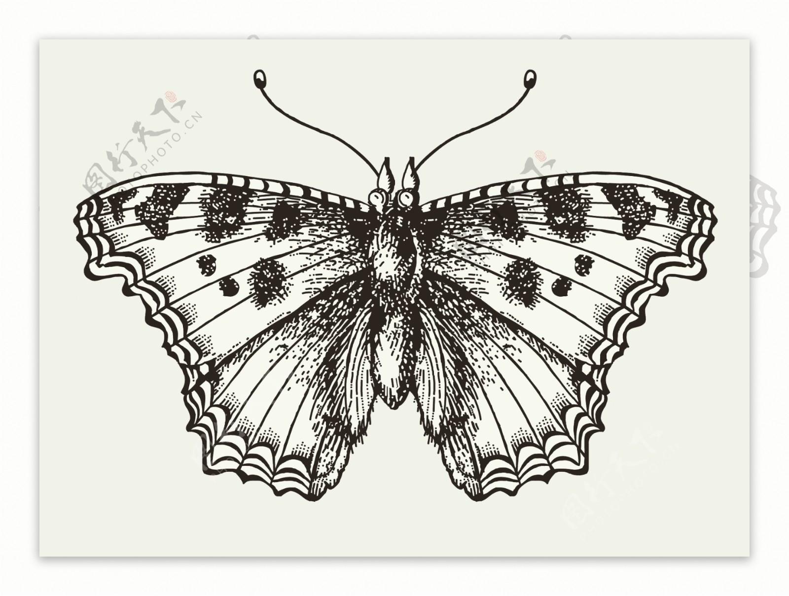 黑白手绘蝴蝶图案