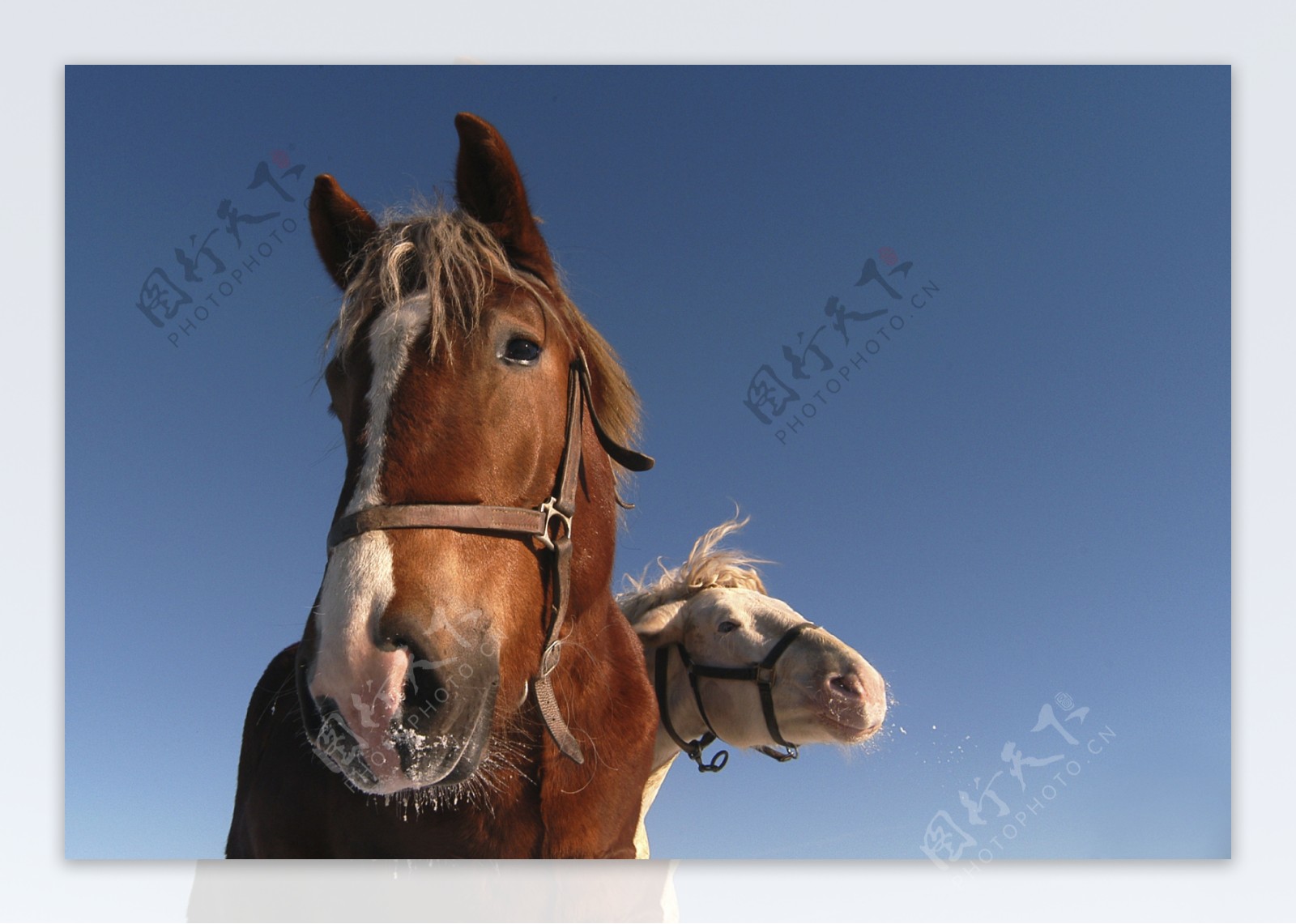 马匹摄影图片