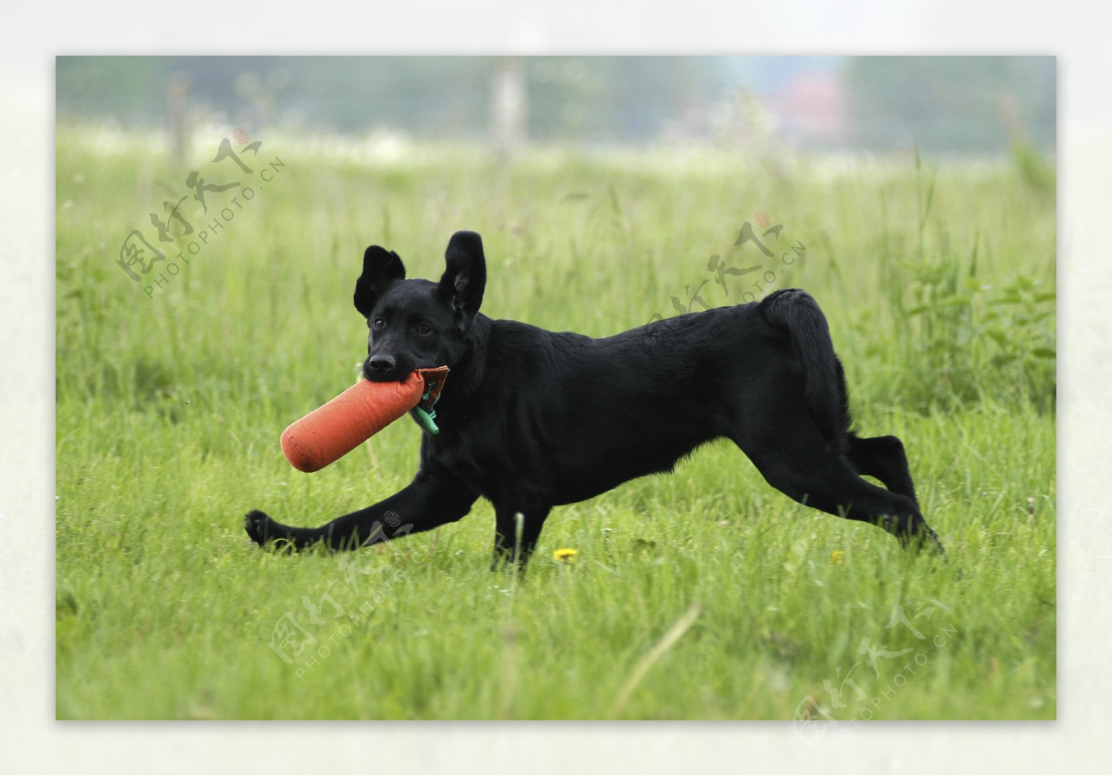 在草地上玩耍的黑狗图片
