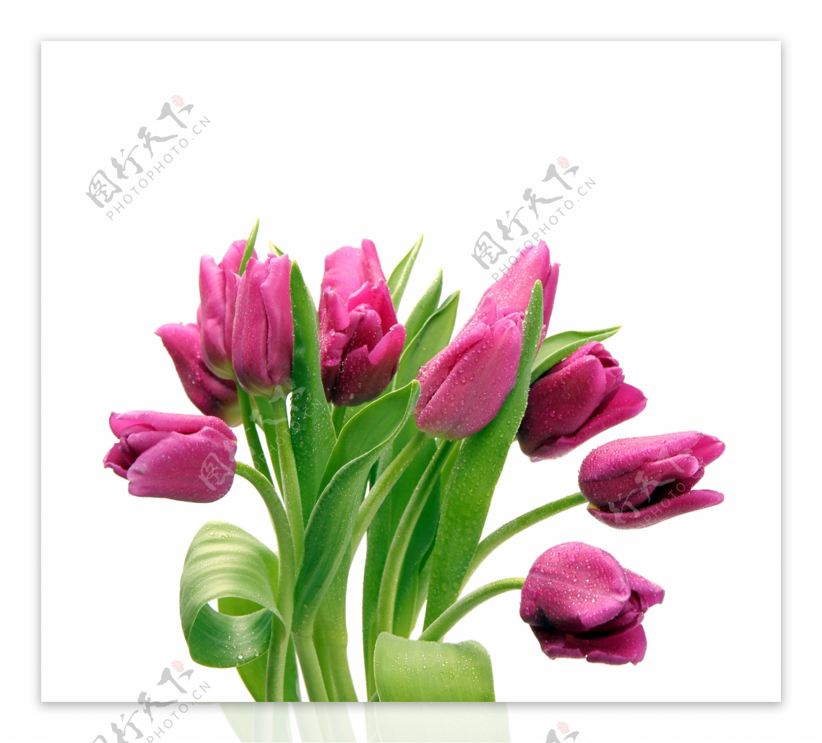 紫色郁金香图片图片