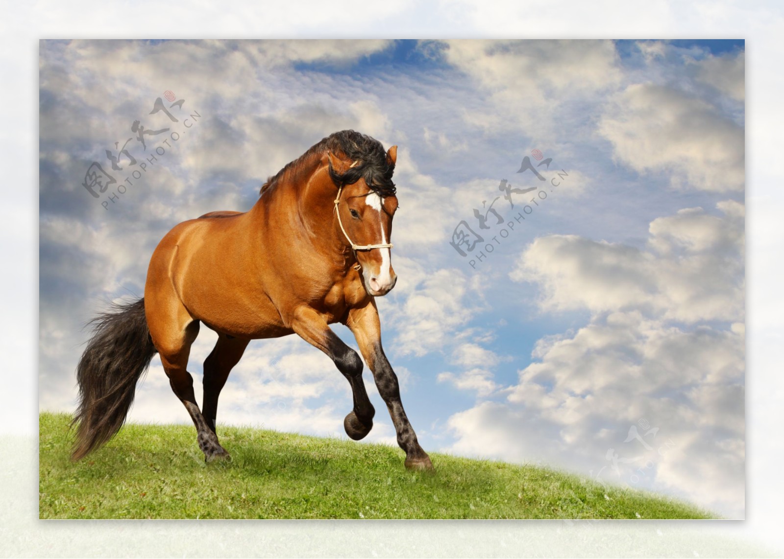 草地上奔跑的马匹图片