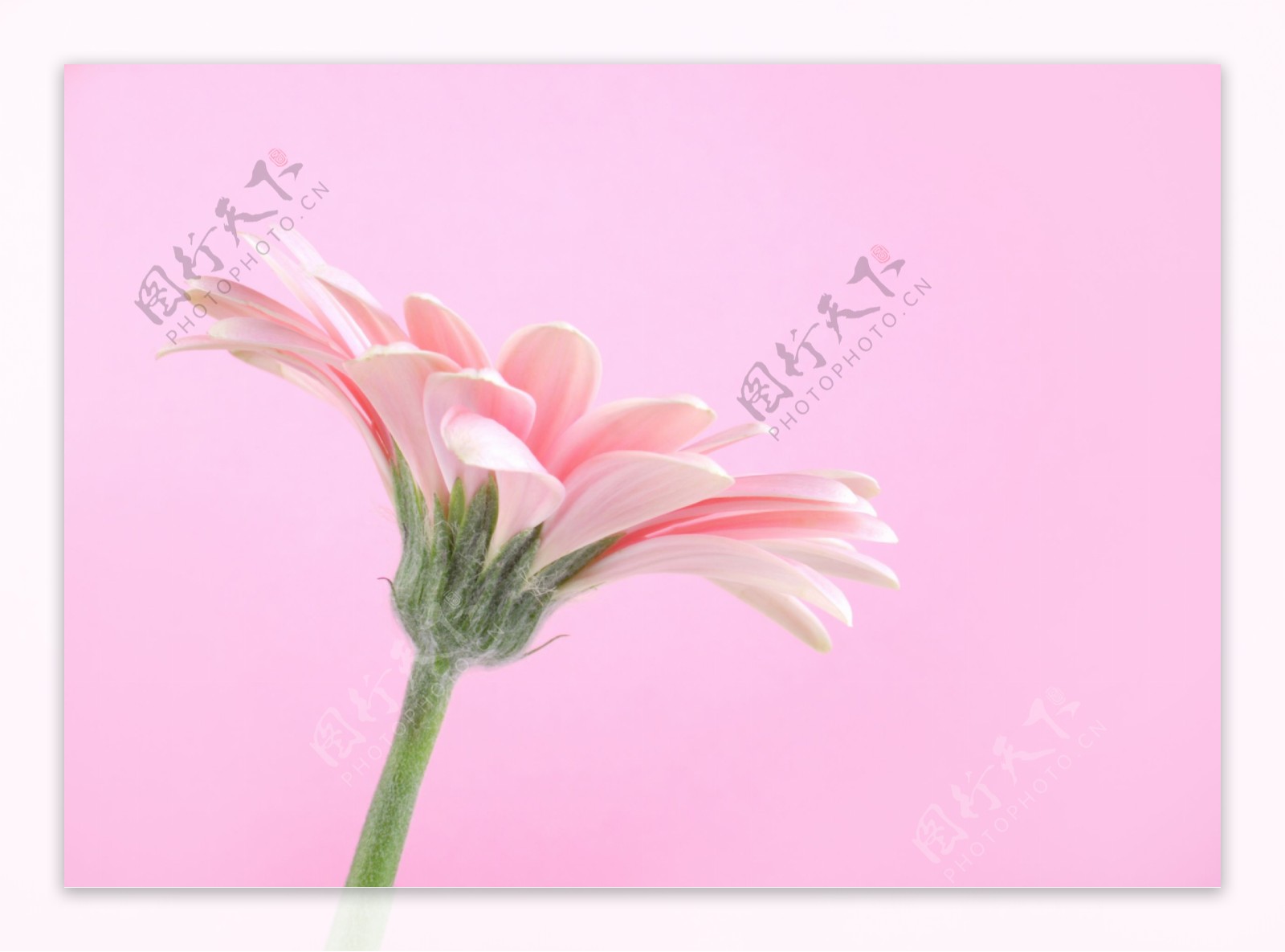 美丽粉红花朵摄影图片