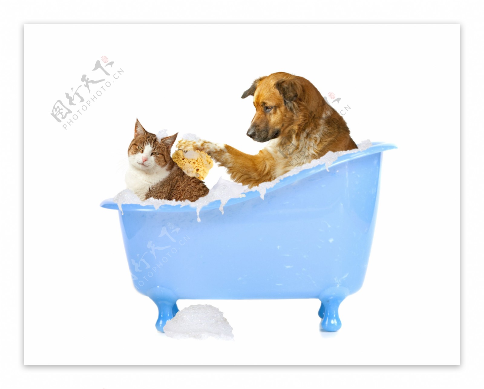 洗澡的狗素材-洗澡的狗图片-洗澡的狗素材图片下载-觅知网