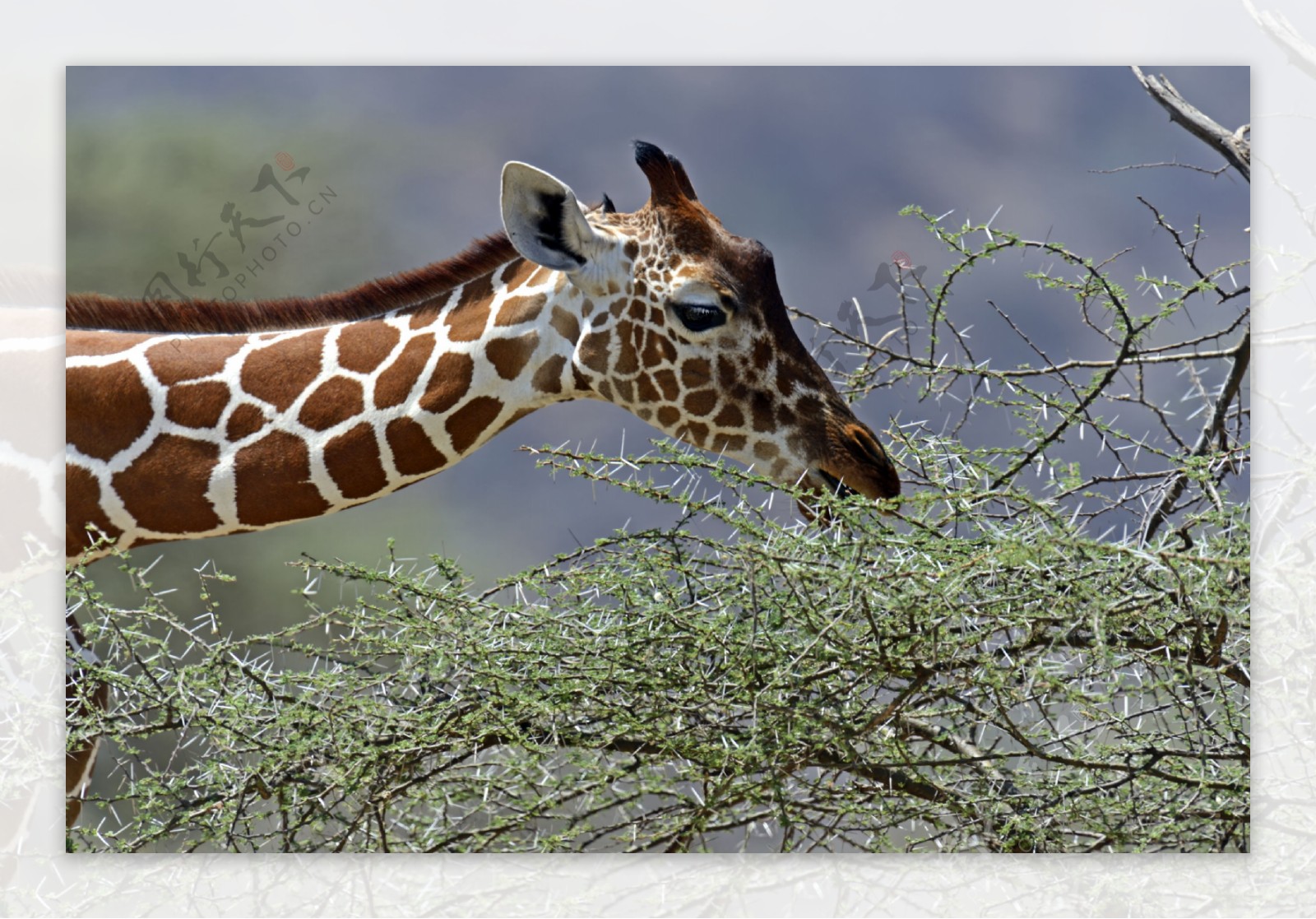 吃食的长颈鹿图片