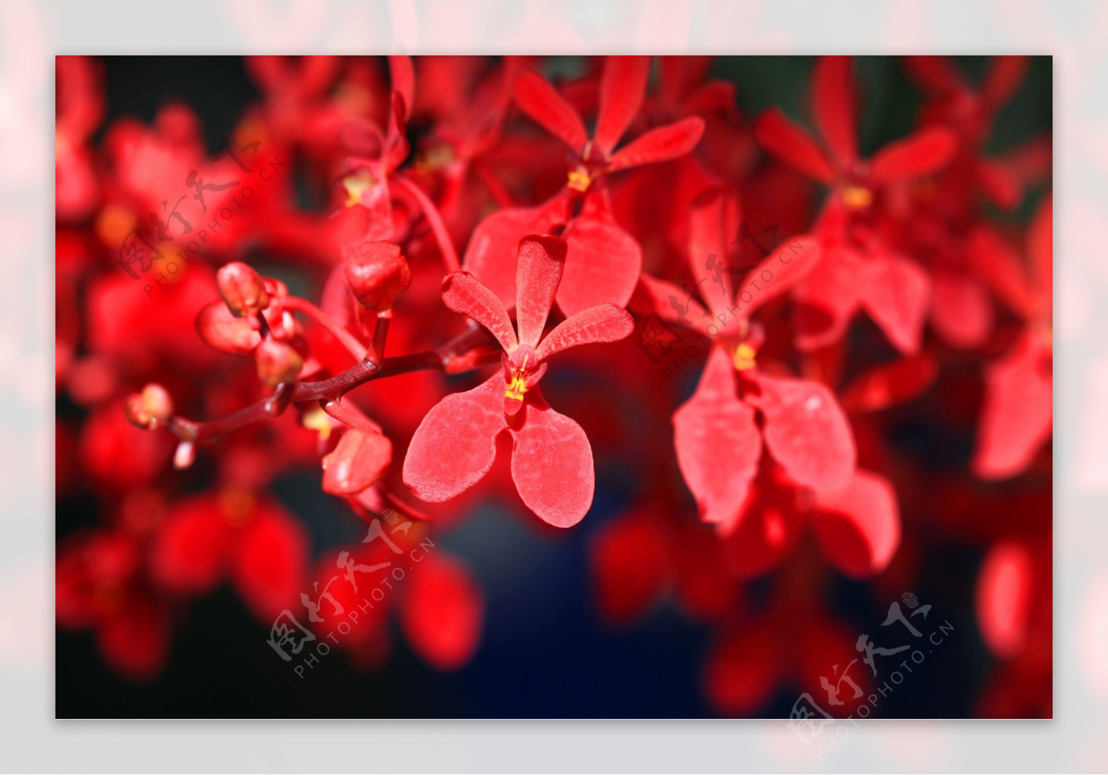 红色枝头花朵背景图片