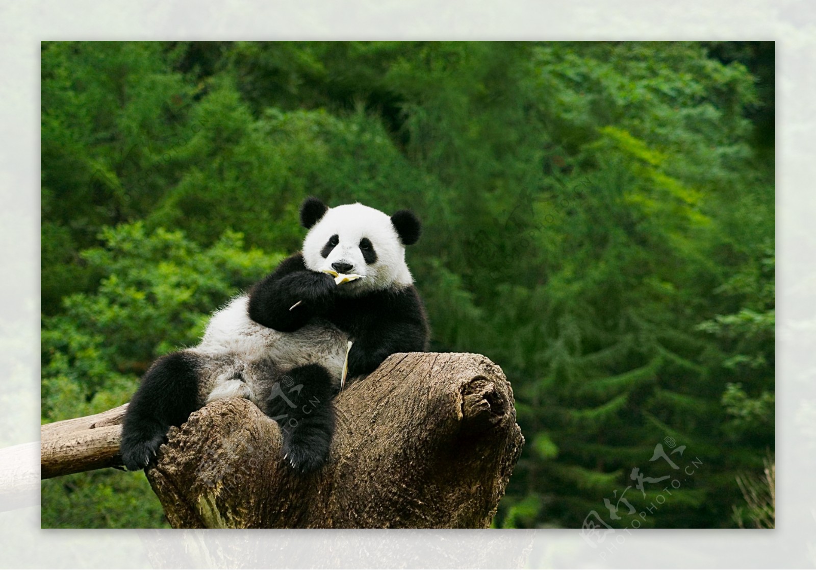 可爱大熊猫图片图片