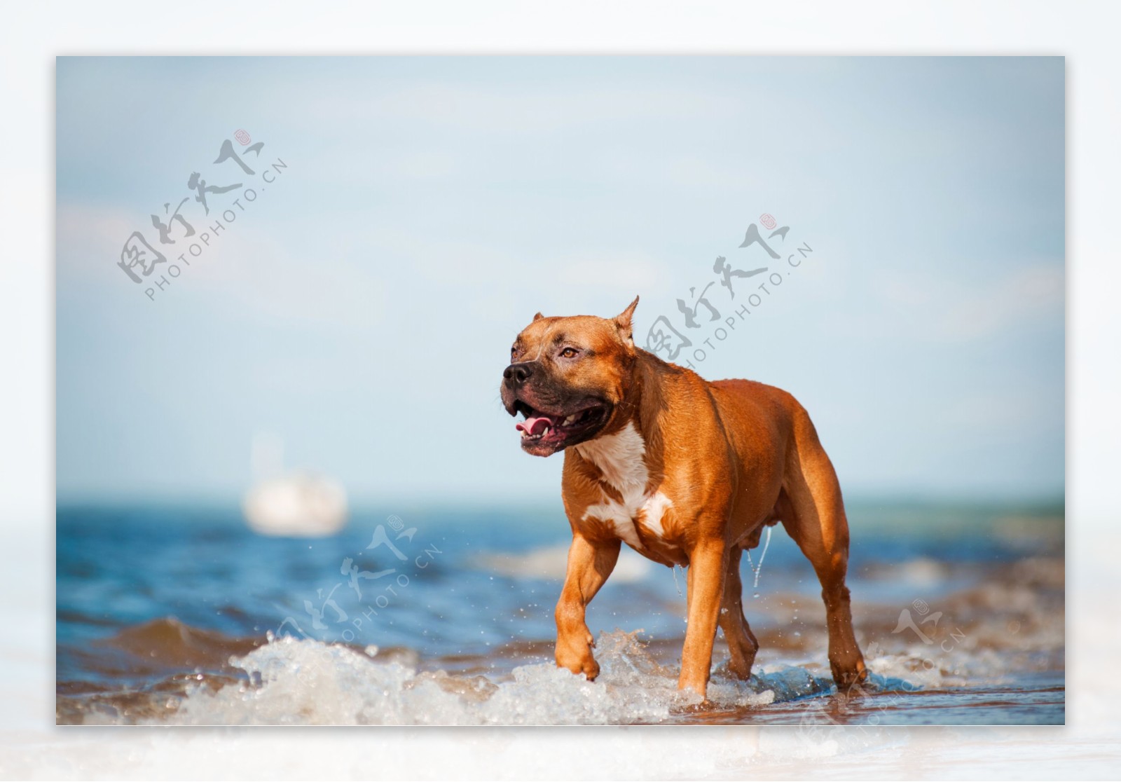 海滩上的猎狗图片