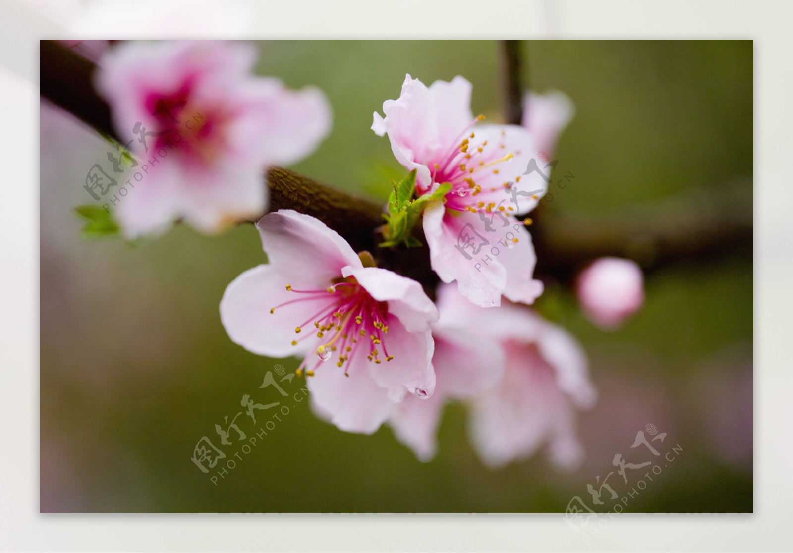 桃花花枝特写图片