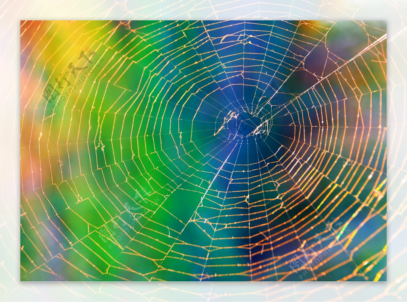 彩色阳光下的蜘蛛网图片