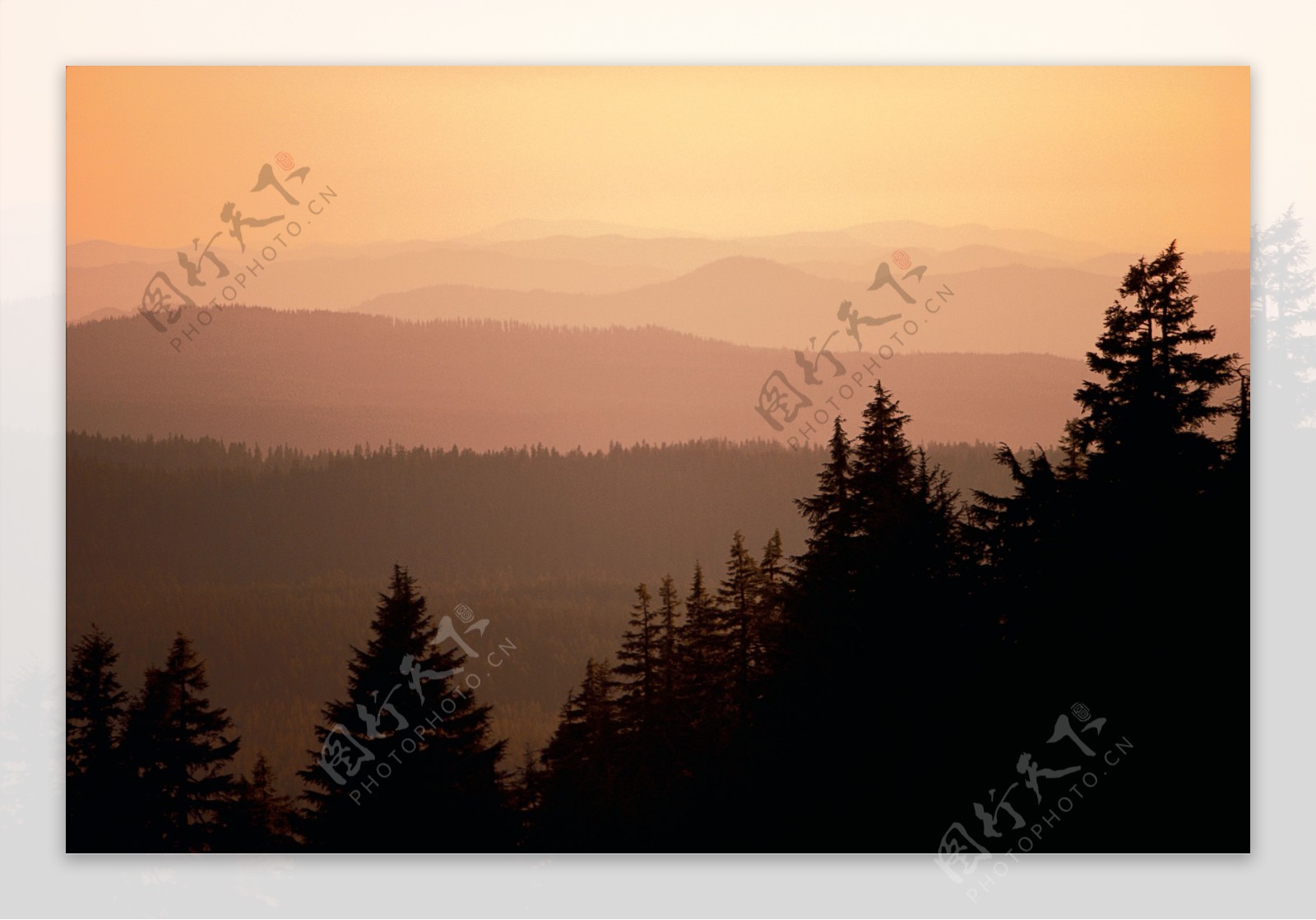 夕阳下的森林风景图片