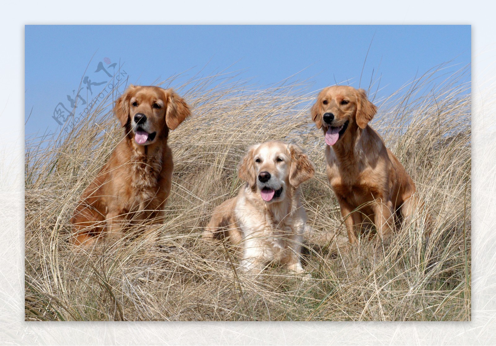 枯草丛中的三只狗图片