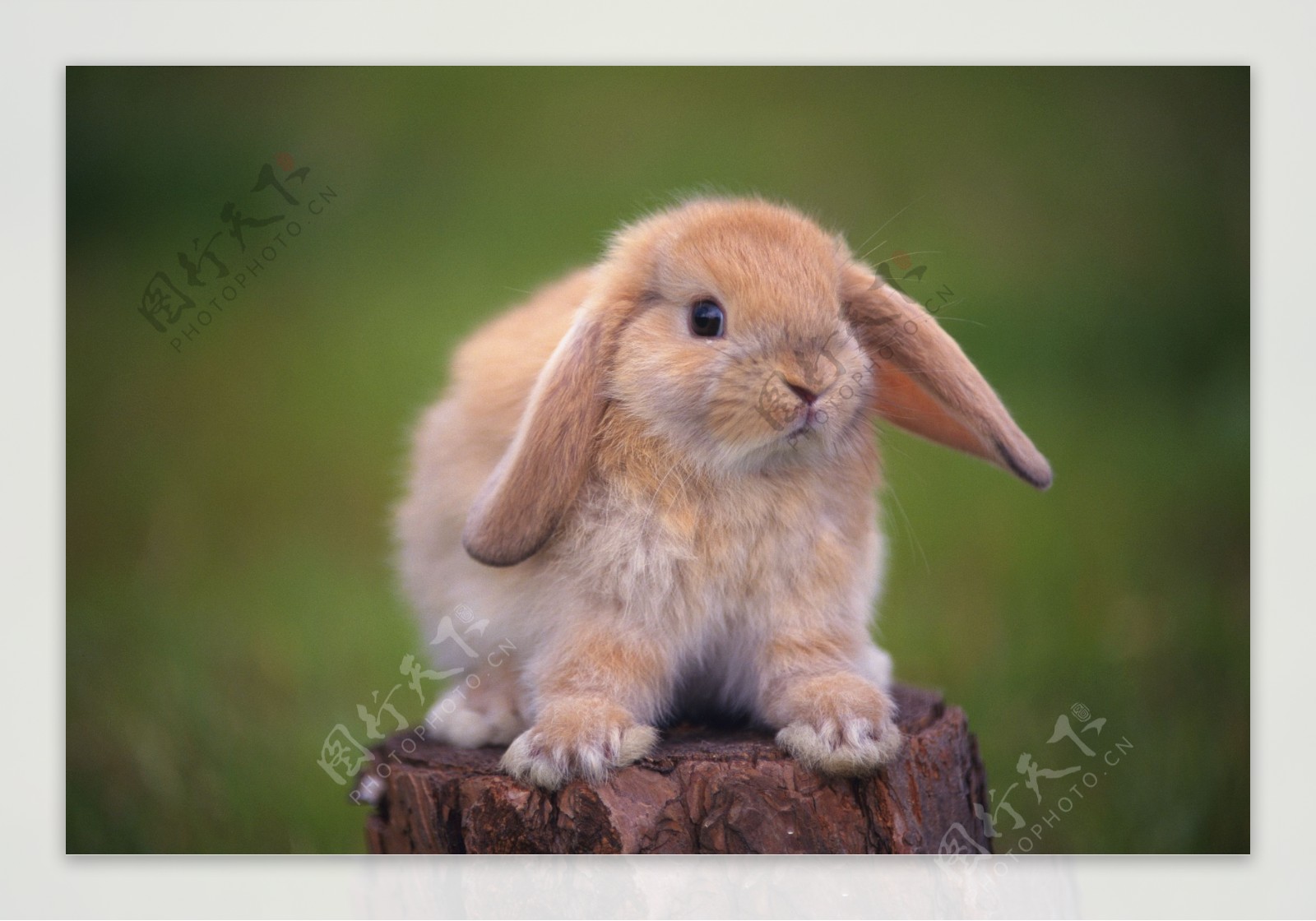 可爱兔子图片