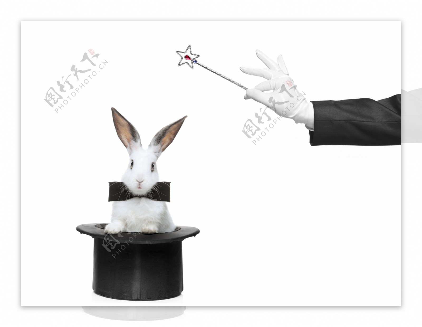 魔术师与兔子图片