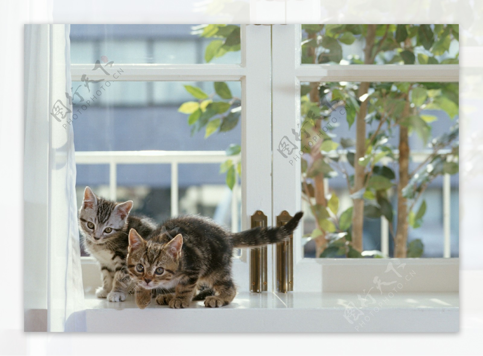 窗户上的两只猫图片