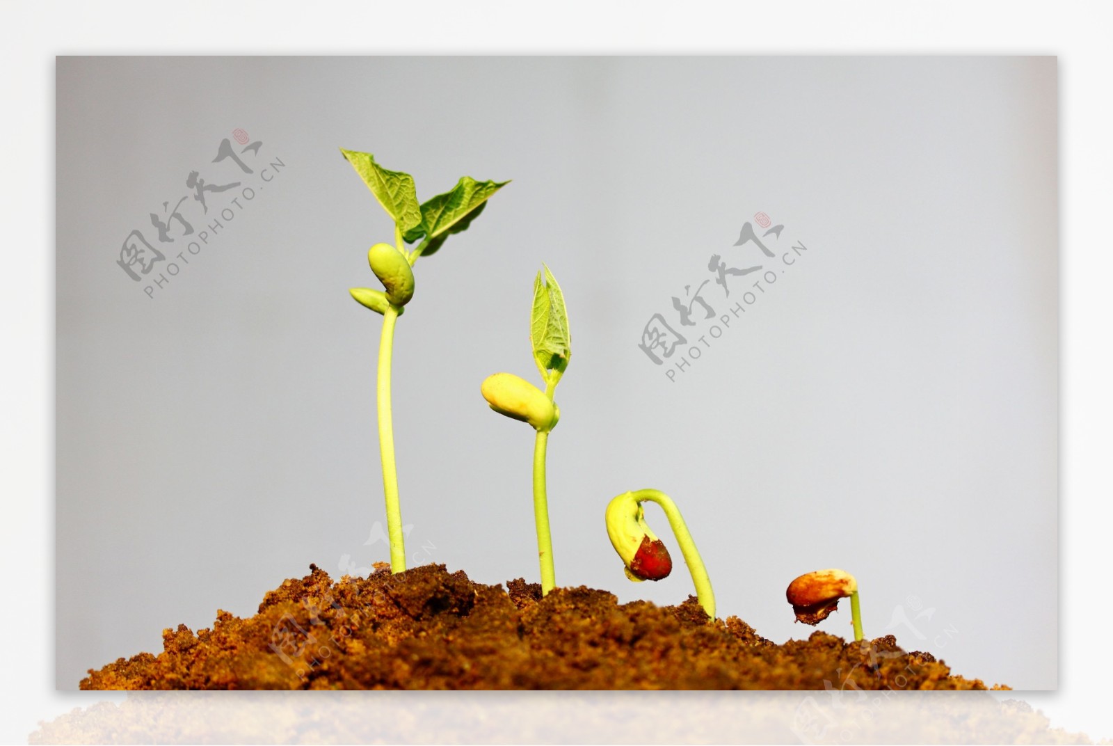 植物幼芽的生长过程图片