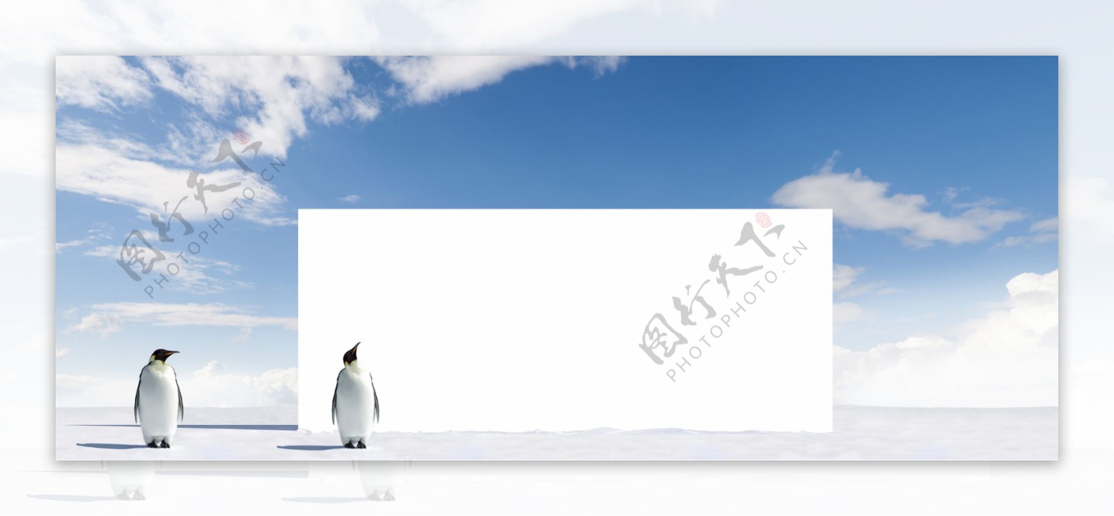 企鹅与广告牌图片