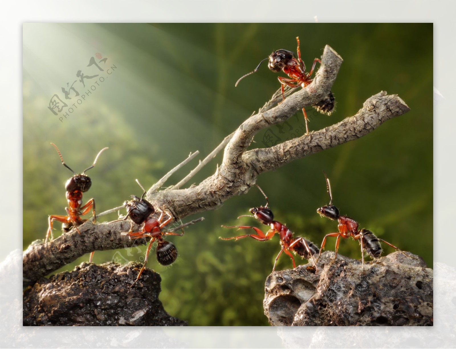 高清蚂蚁摄影图片