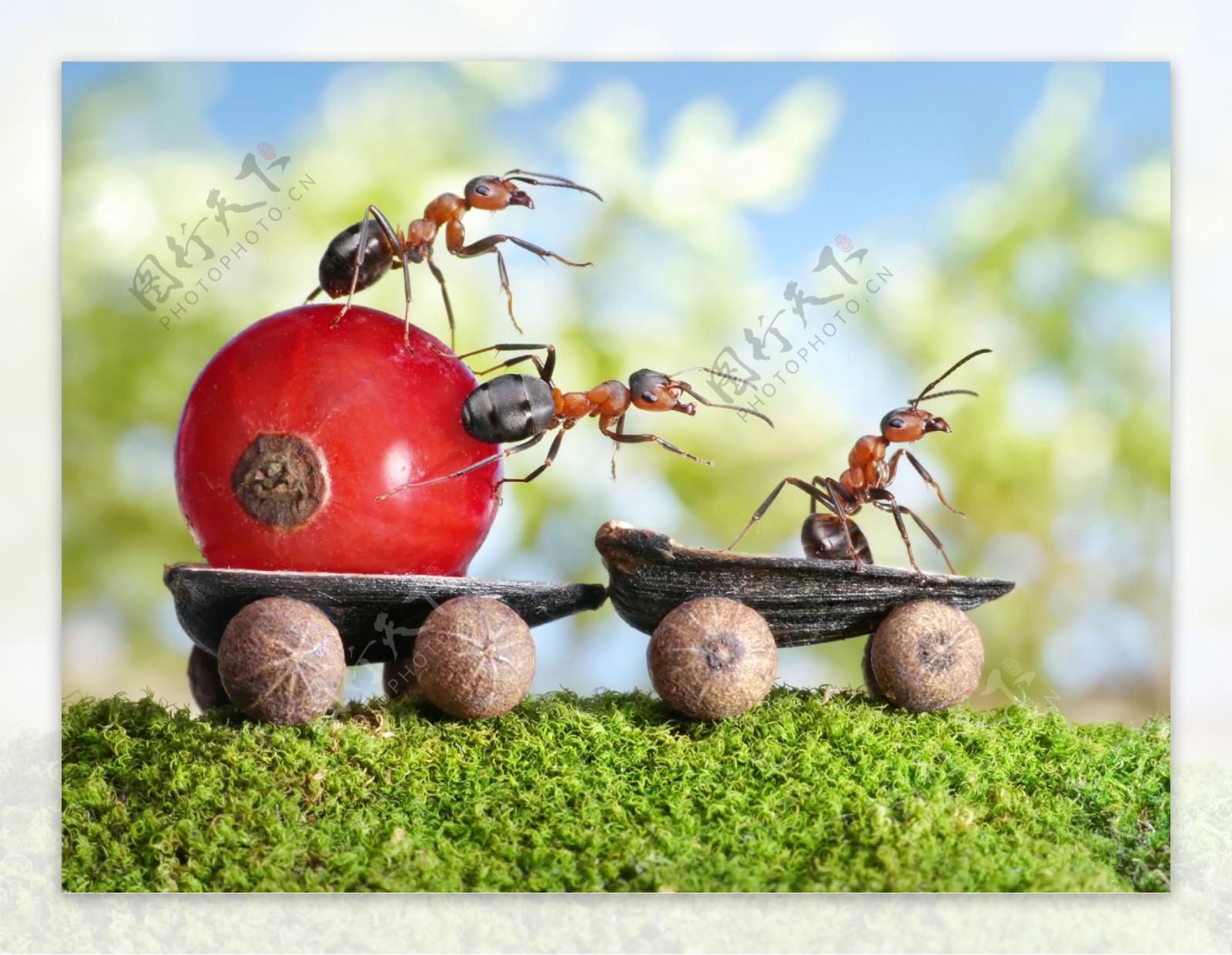 创意蚂蚁背景图片