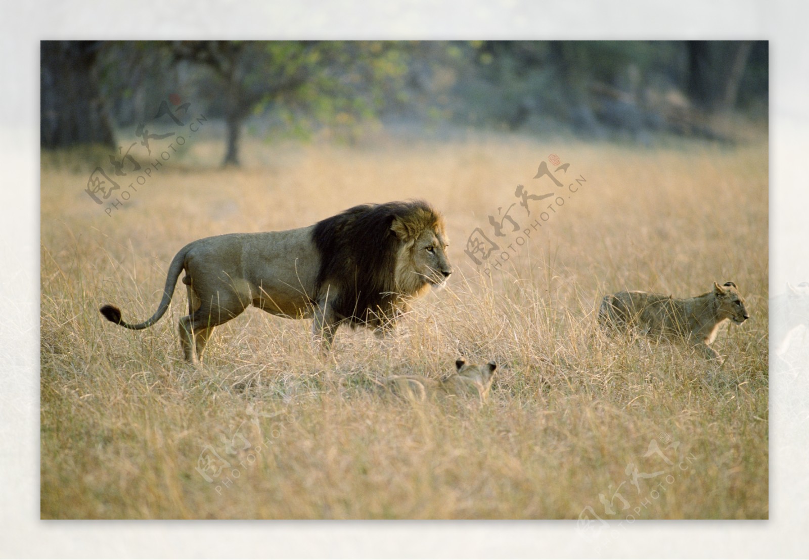 非洲野生动物狮子图片图片