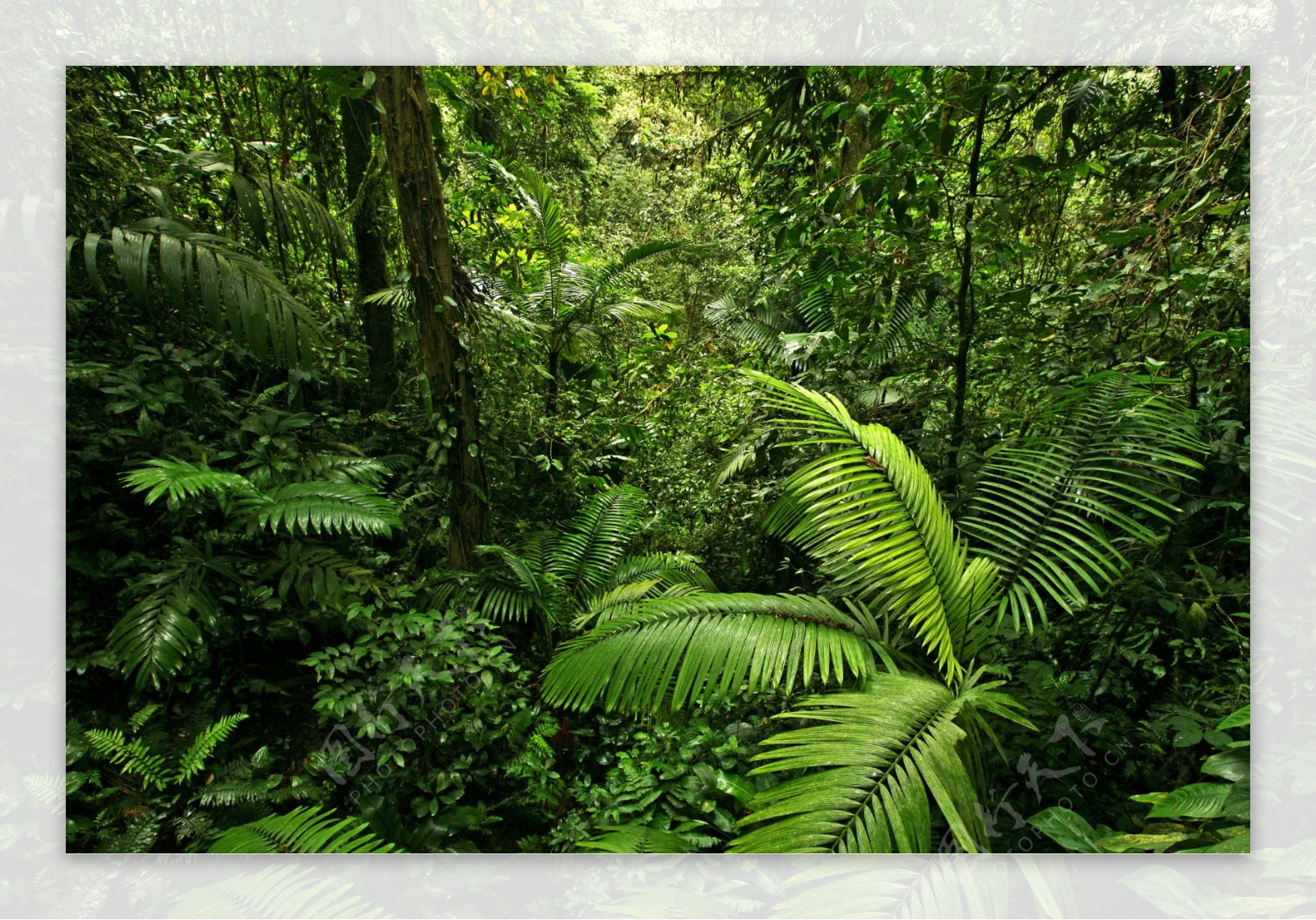 热带植物风景图片