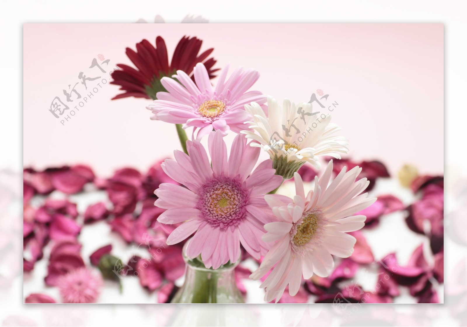 粉色花朵与红色花瓣图片