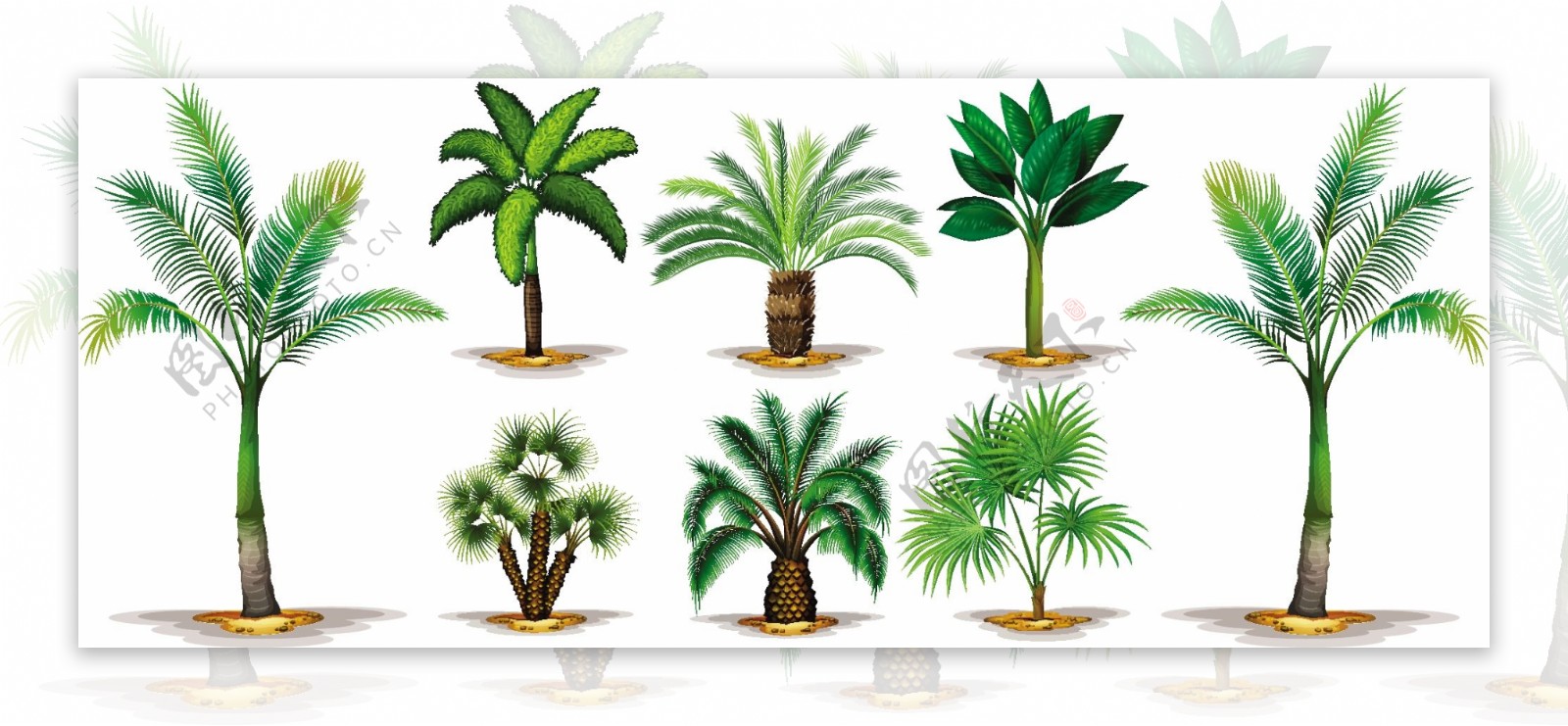 不同类型的棕榈树插图
