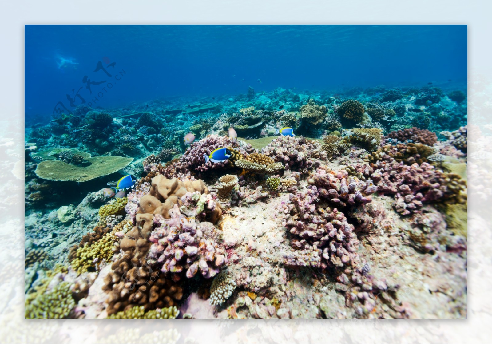 海底珊瑚摄影图片