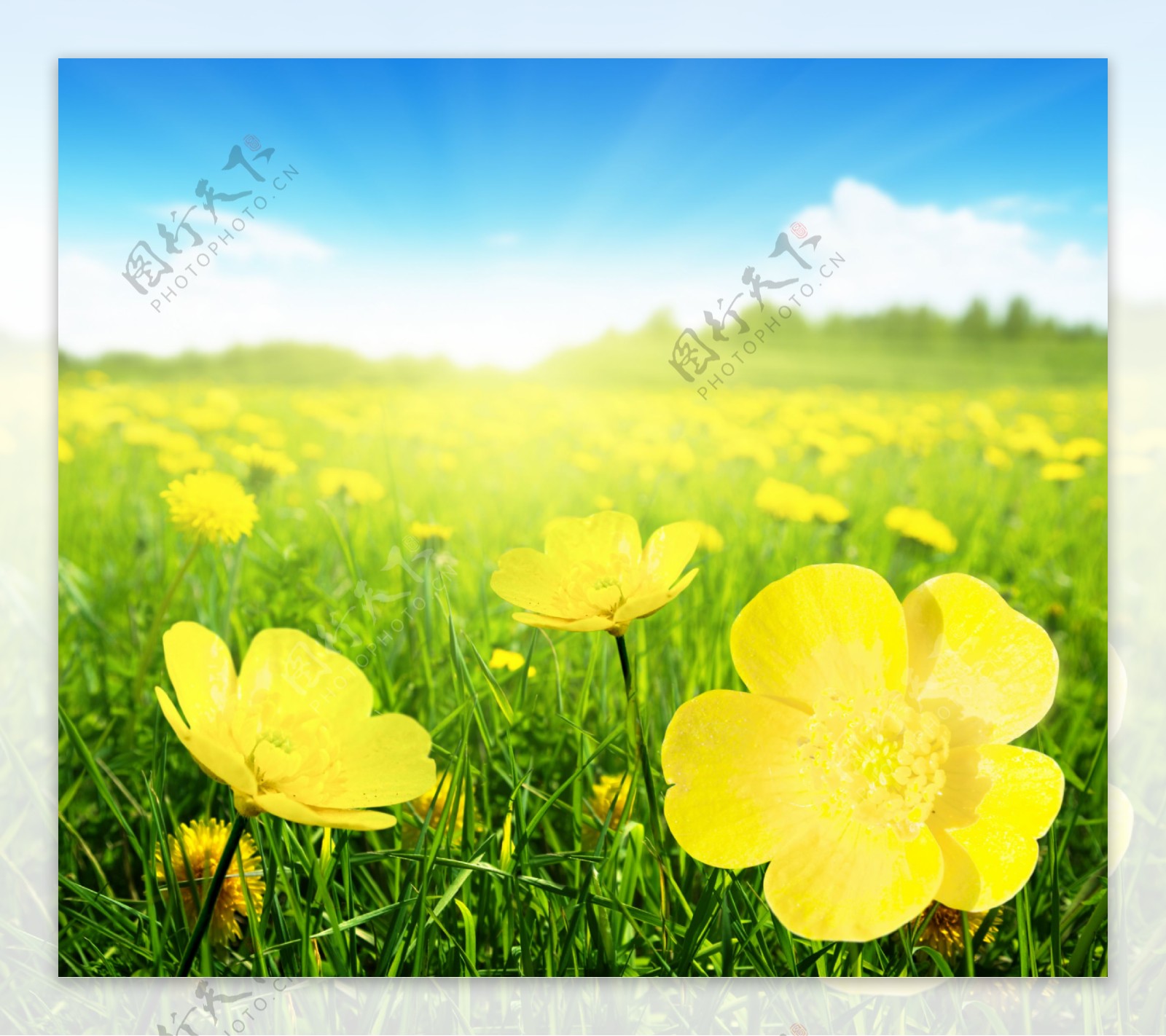 草地上的鲜花图片