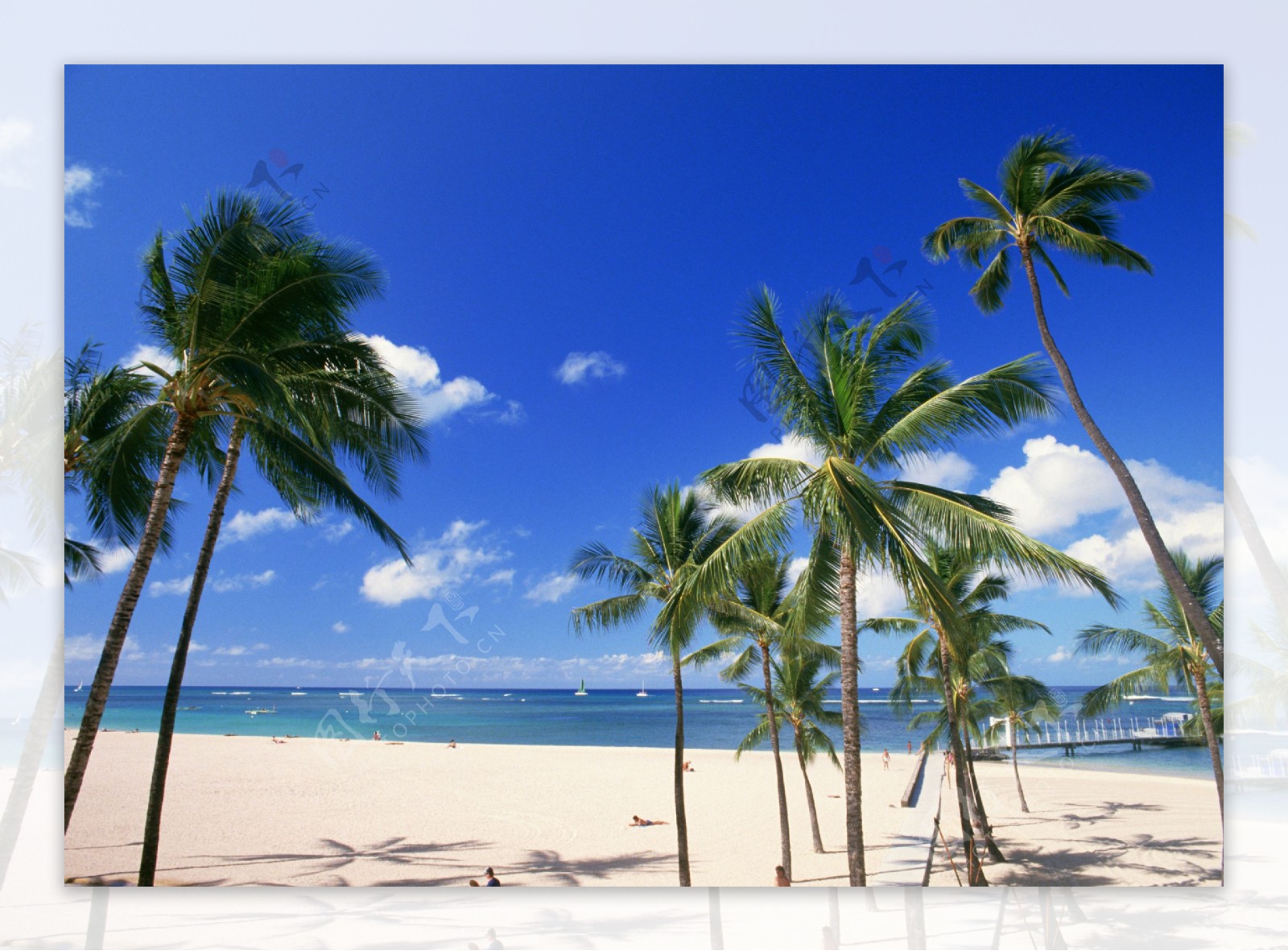 海滩椰树旅游资源图片