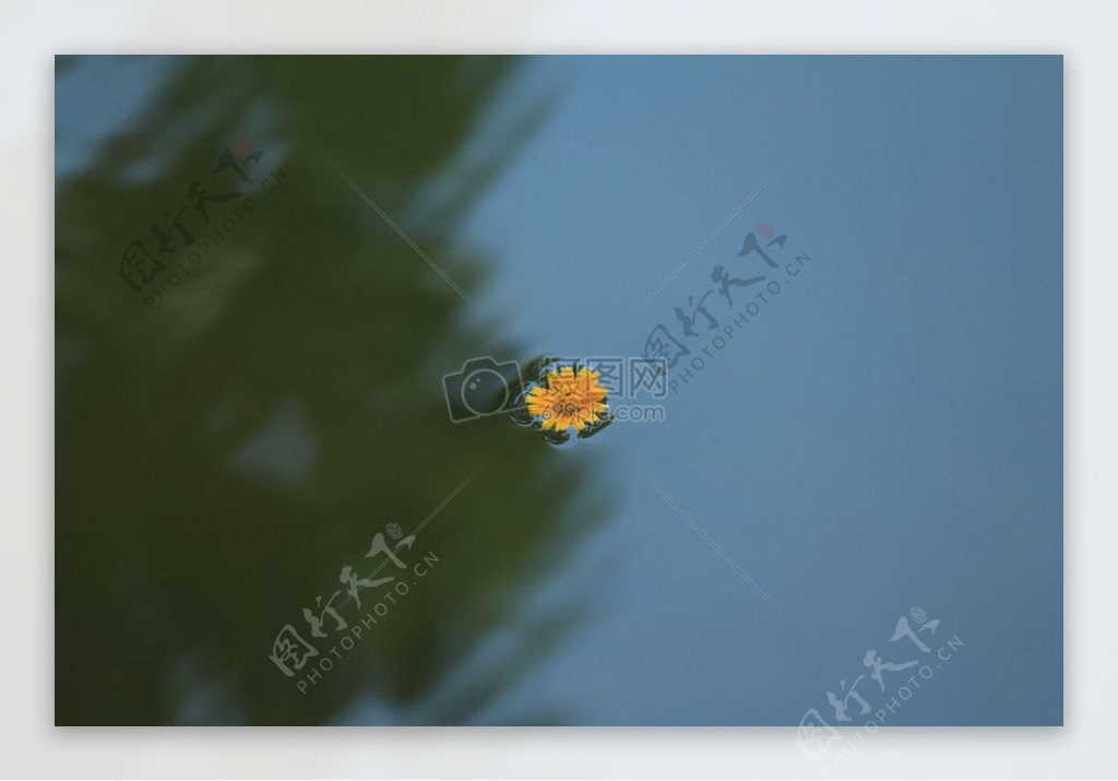 黄多花瓣水的浮体