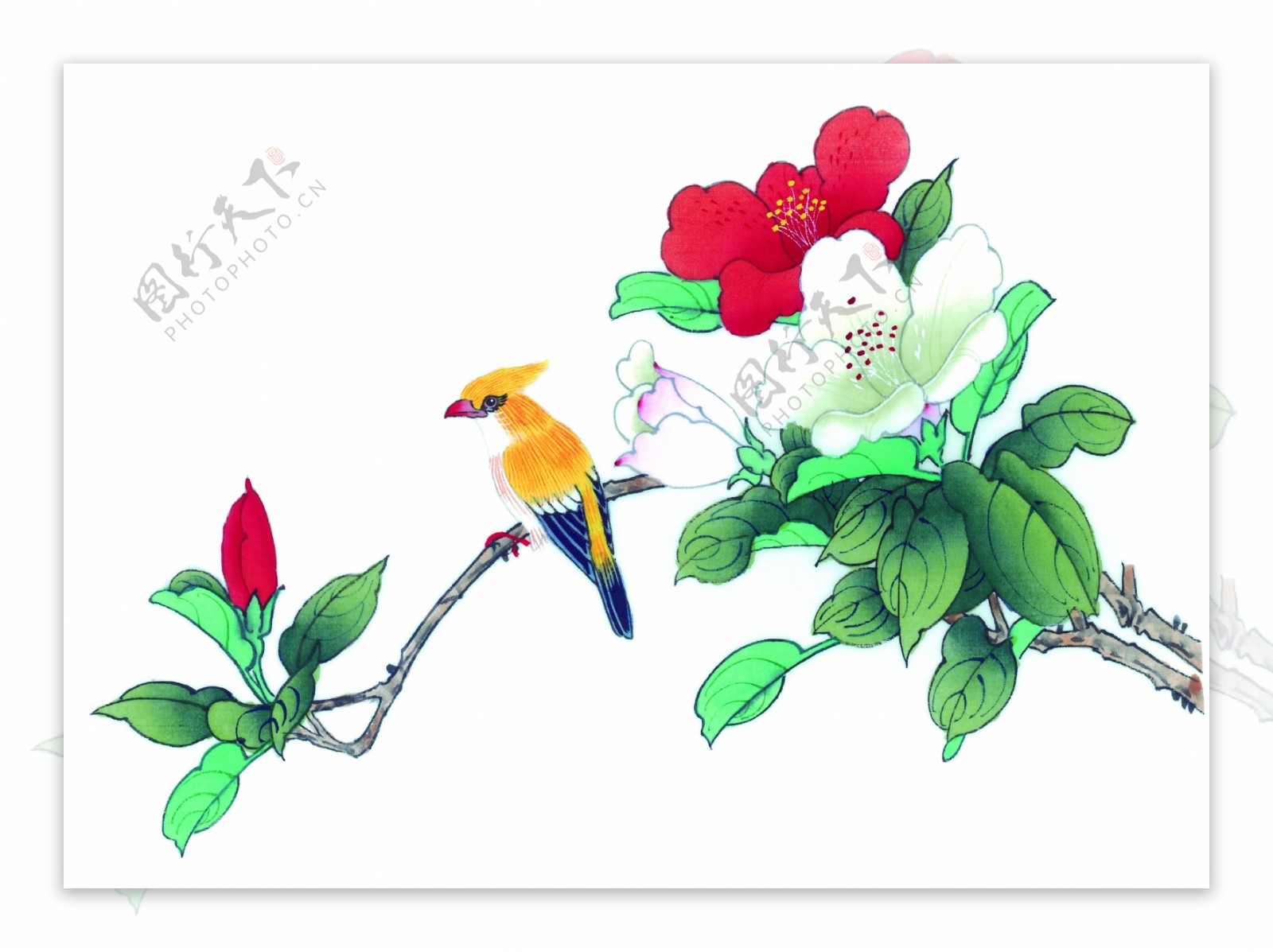 国画花卉鸟类图片
