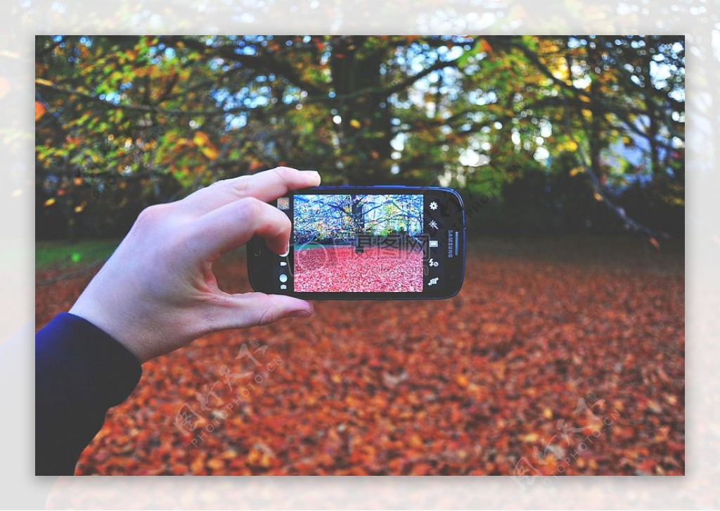 人拿着黑色的Android智能手机天时间内树木拍照