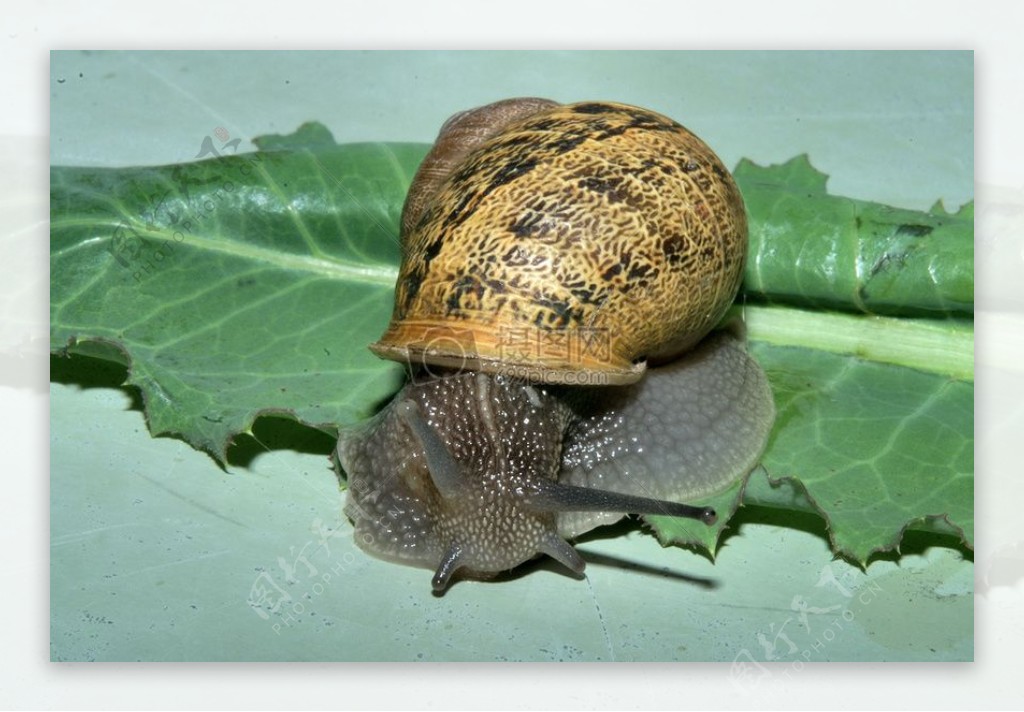Snails1099.jpg