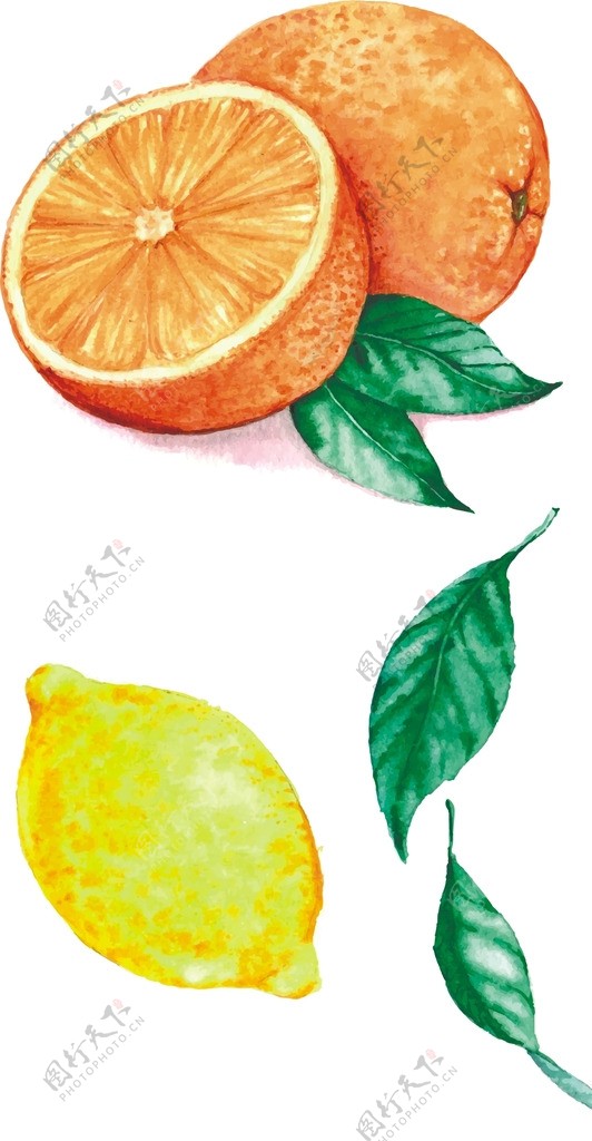 血橙柠檬