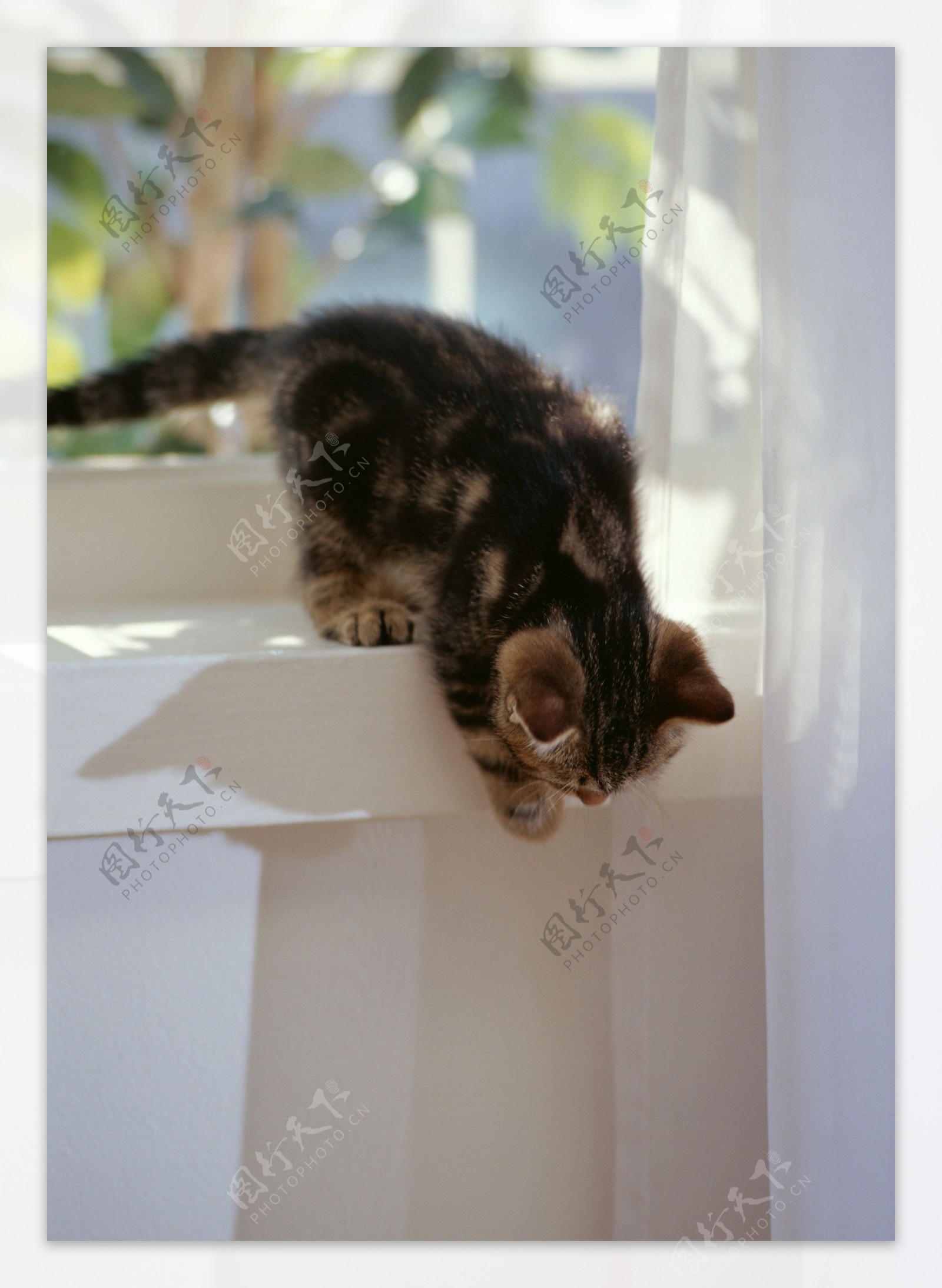 准备从窗台上跳下的猫图片