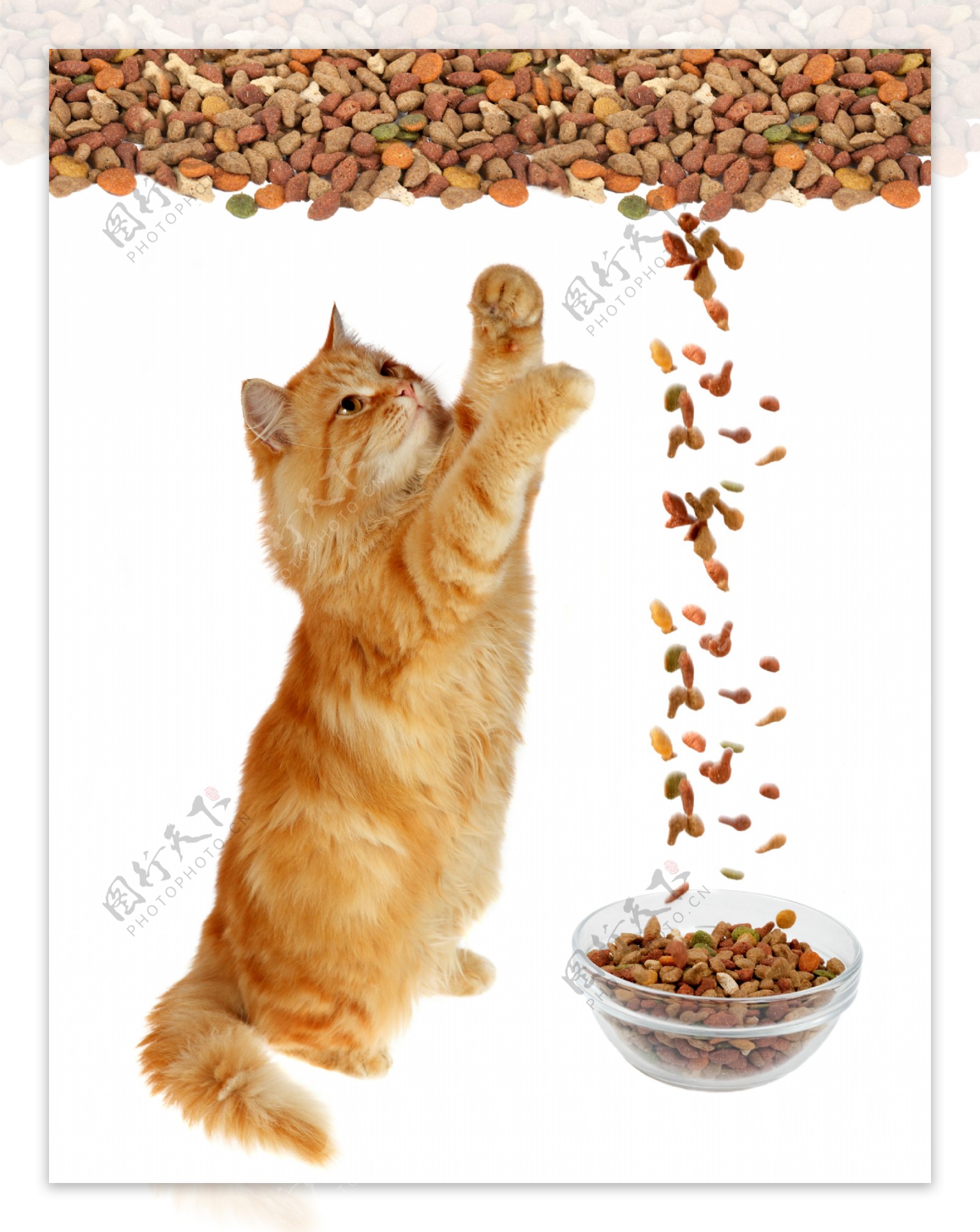小猫与猫粮图片