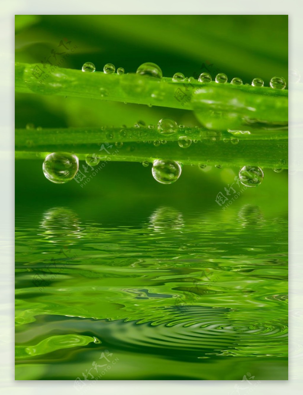 倒映的绿叶与水珠图片
