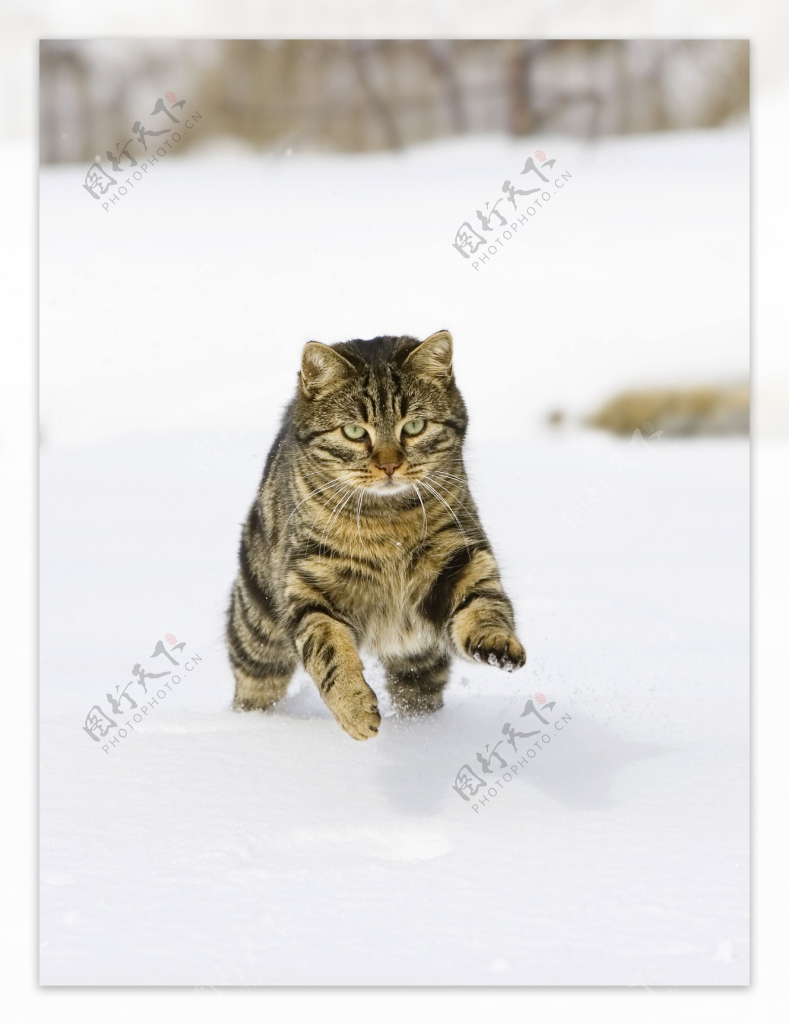 雪地上奔跑的小猫图片