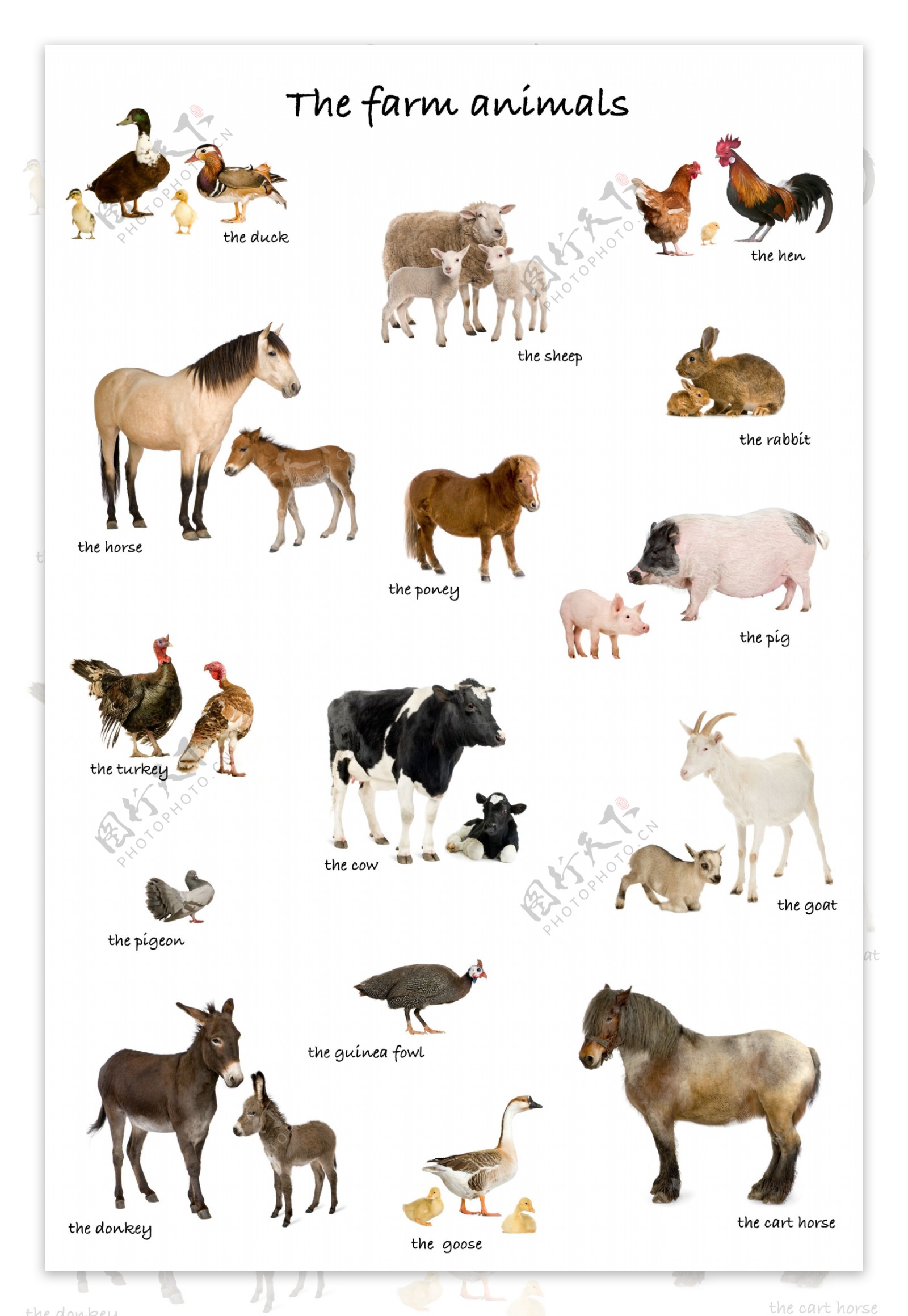 农场动物图片