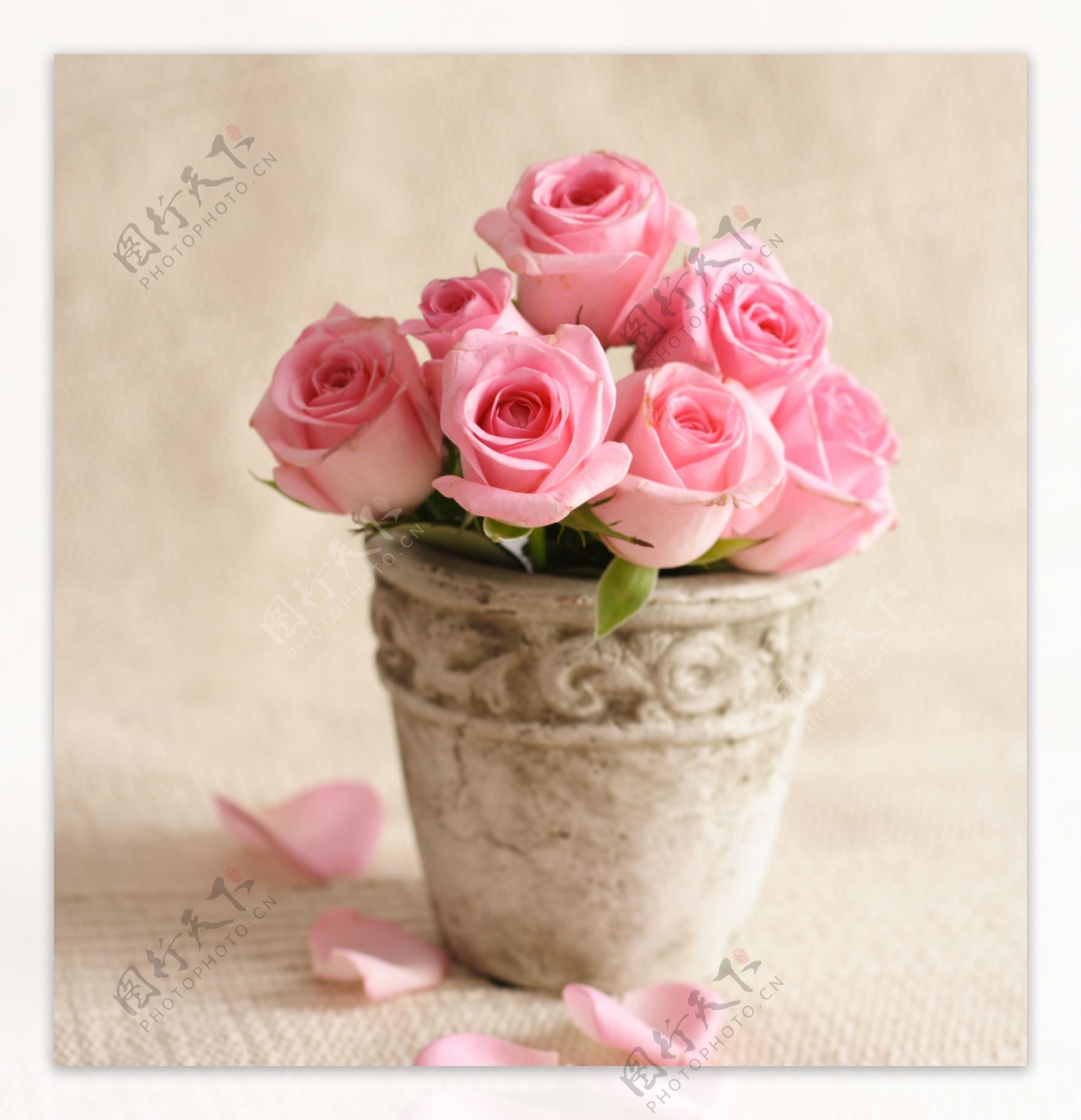 玫瑰花盆与花瓣