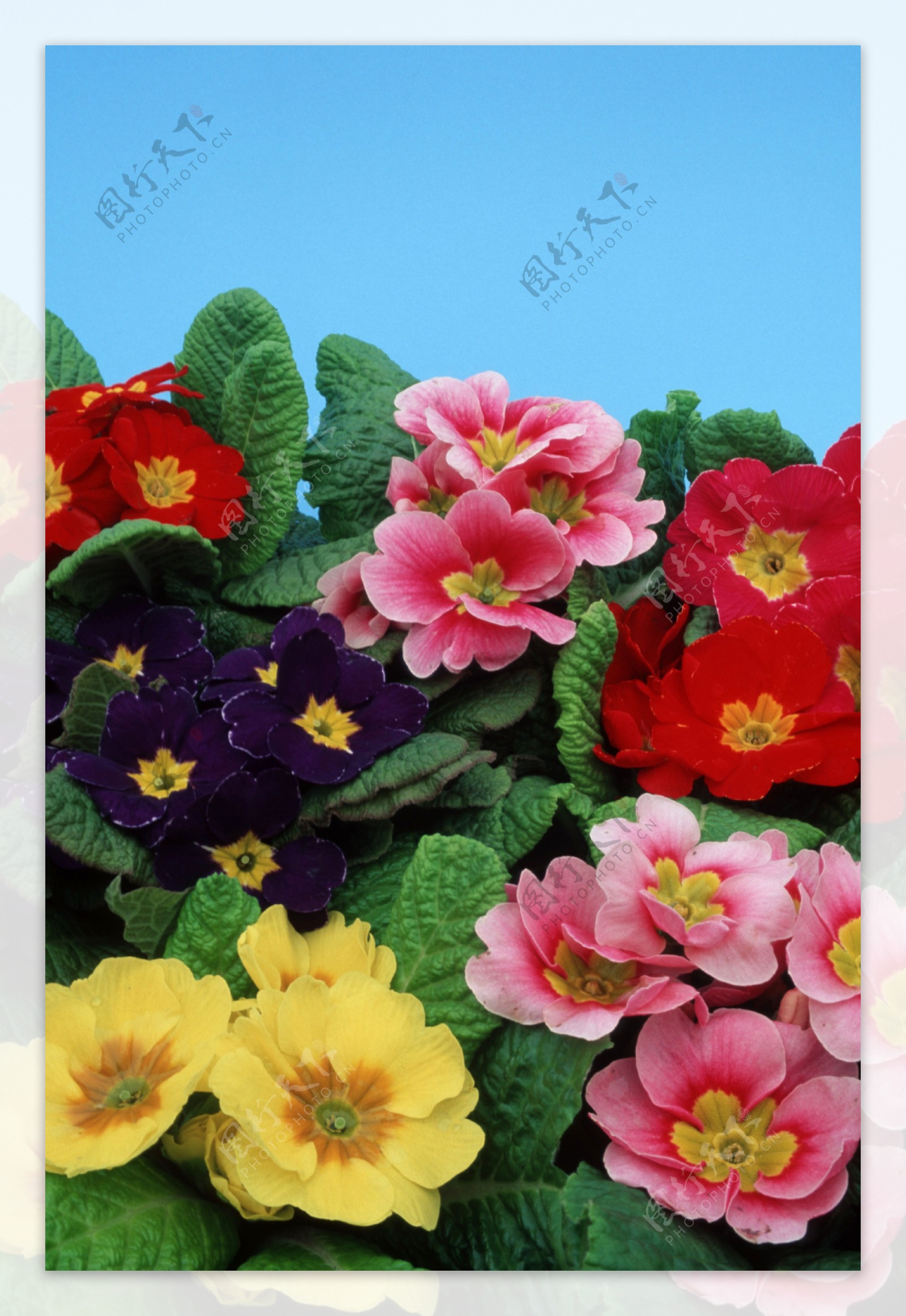 各种色彩的花卉摄影图片