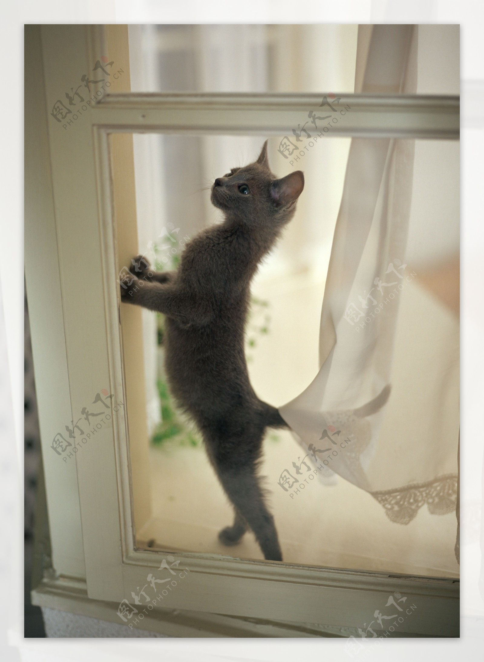 爬在窗户上的小猫图片