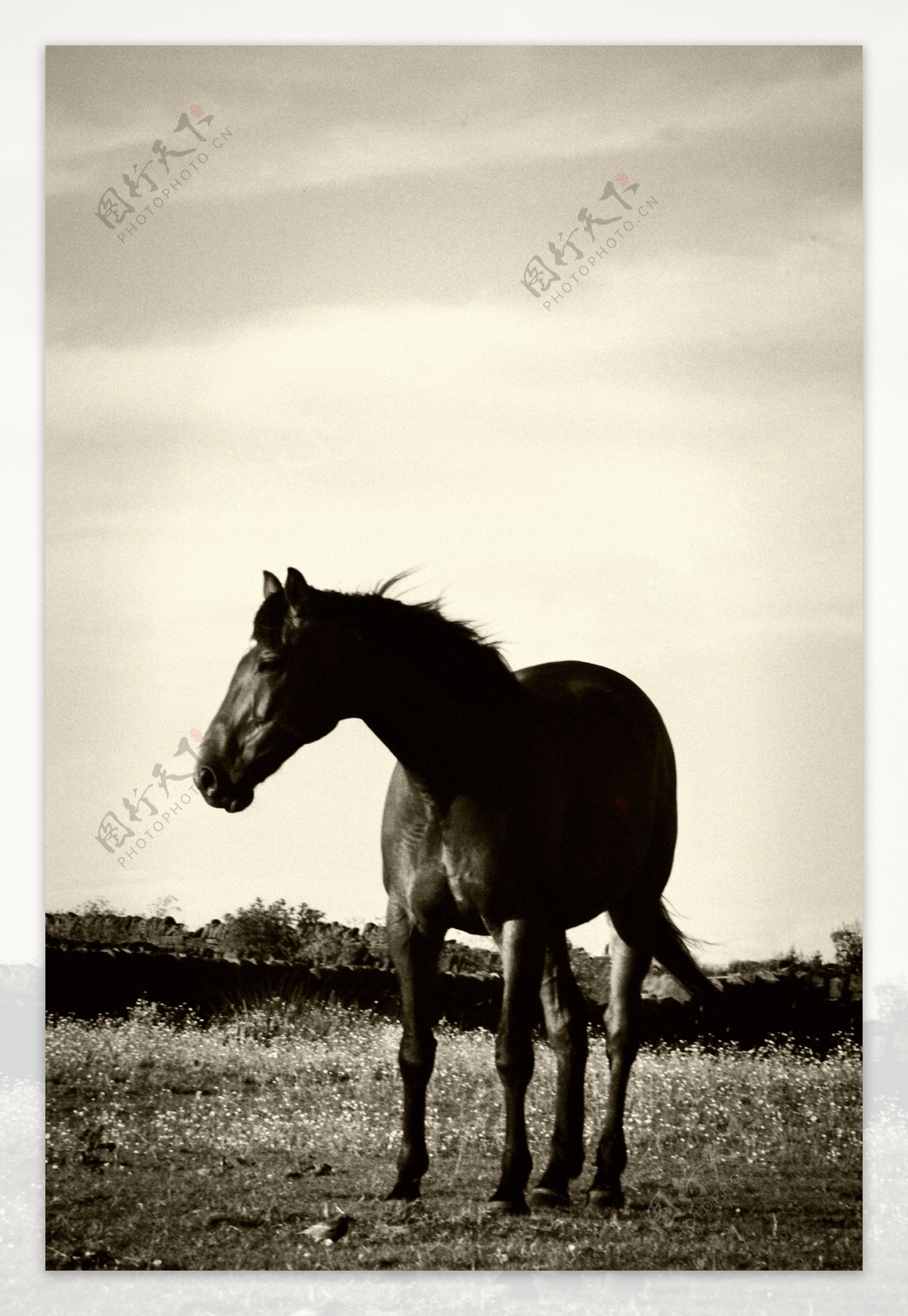草地上的黑色骏马图片
