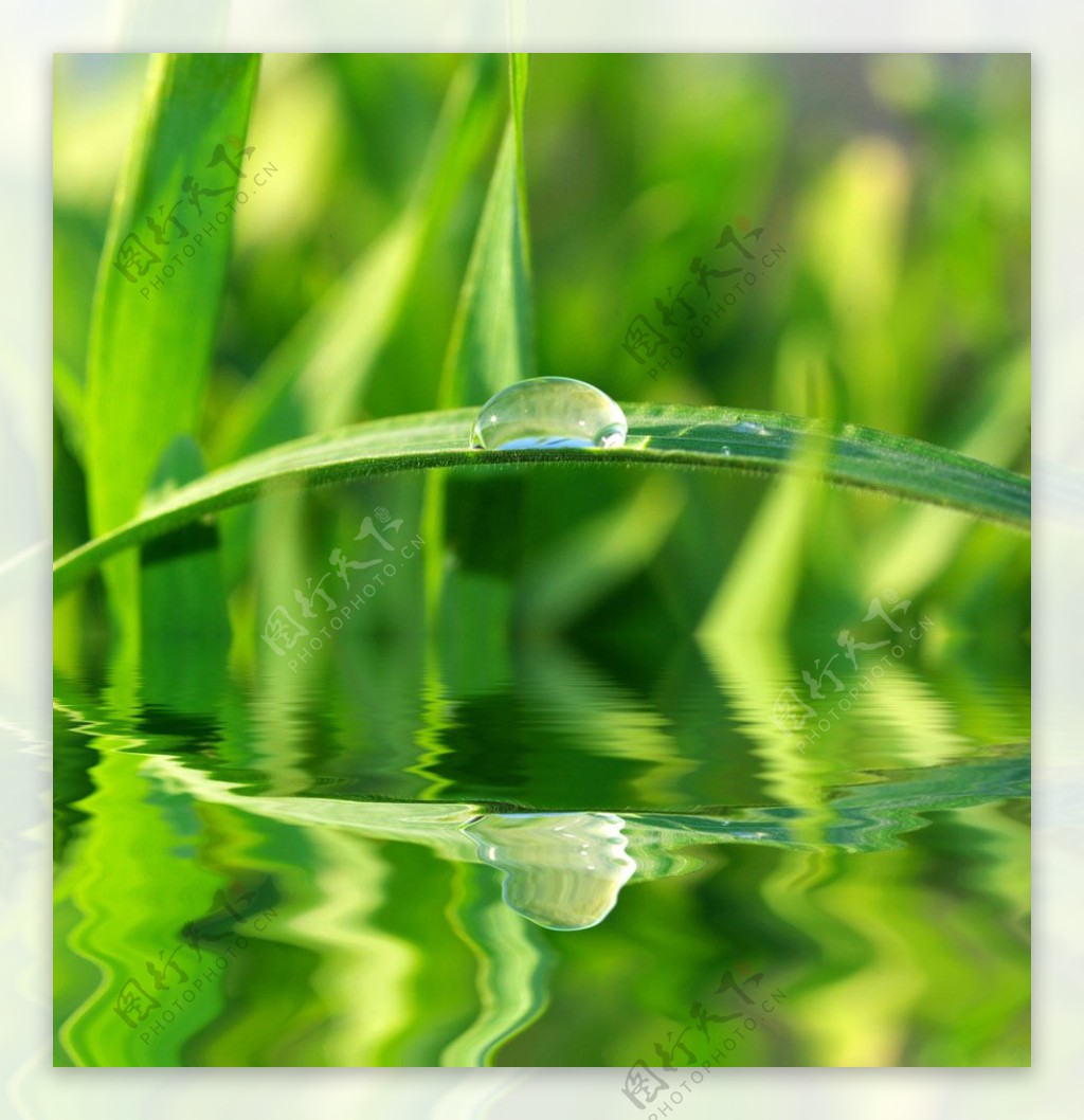 倒映在水中的绿叶与露珠图片